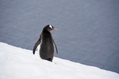 11. Penguin meditation