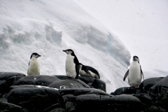20. Chinstrap penguins