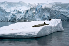 35. Seal on an iceberg