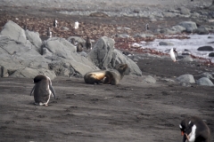 51. Fur Seal