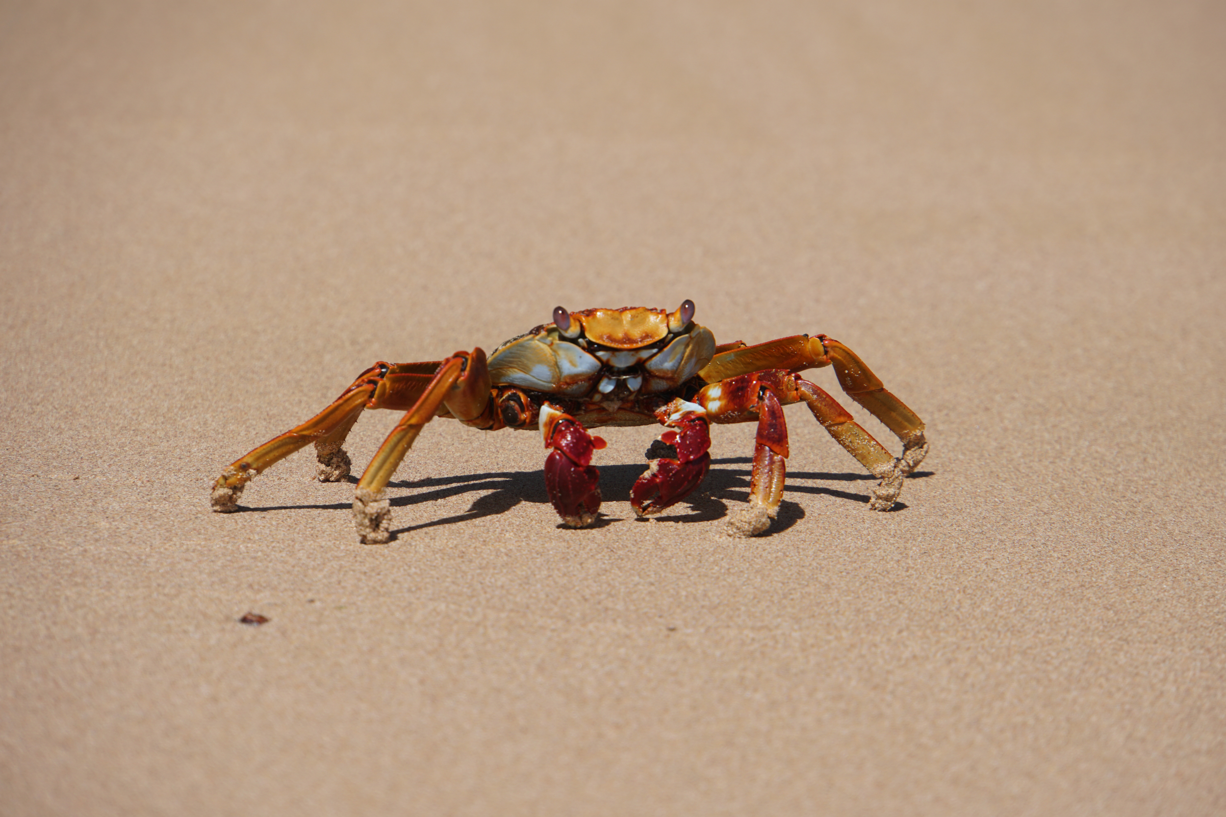 32. Local Sally Lightfoot Crab