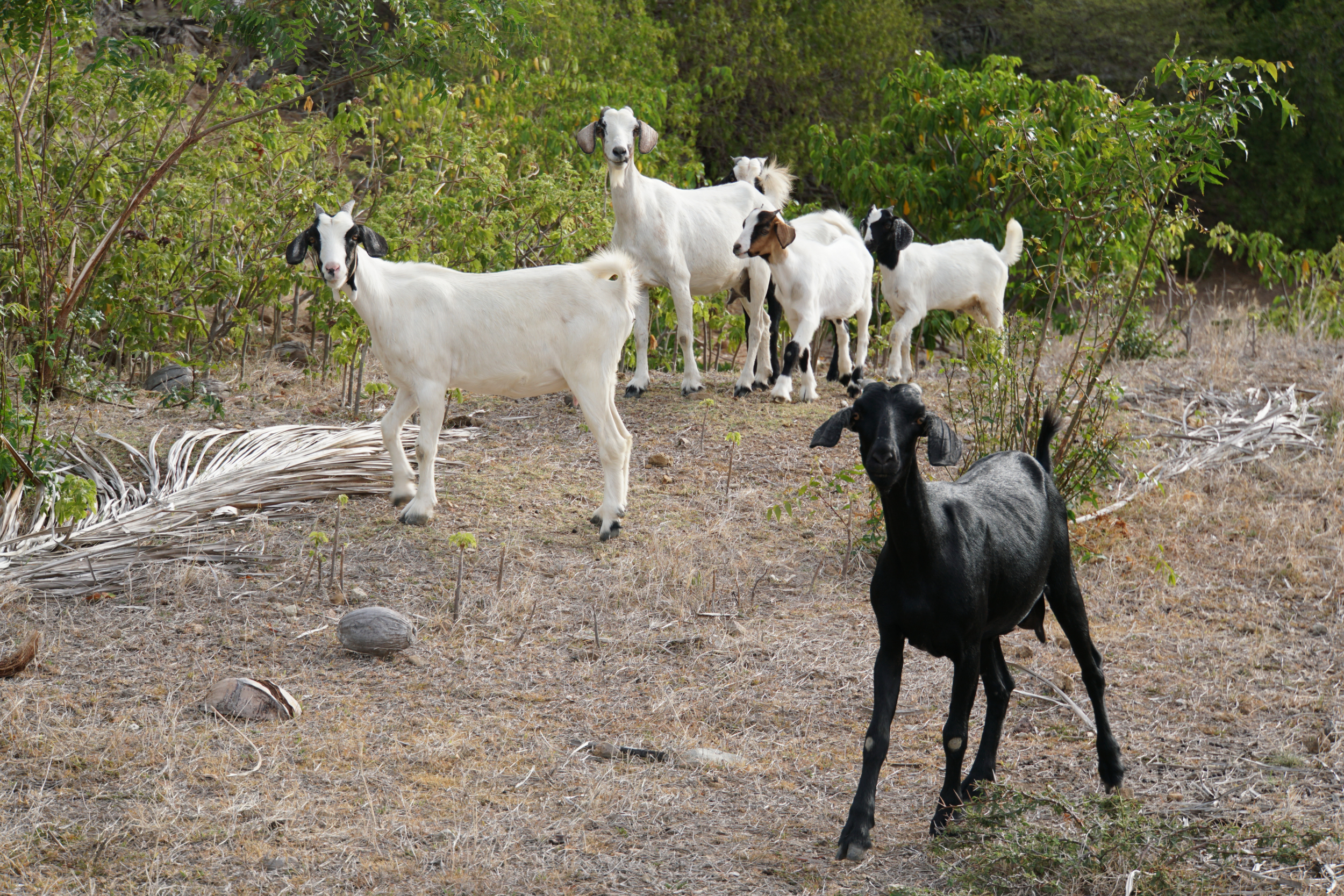 5. Goats at Indian Creek