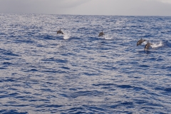 18. Dolphins coming to play