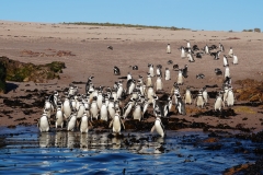 22. Magellanic Penguins
