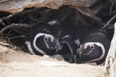 35. Magellanic Penguins in their nests
