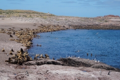 38. Penguins, gulls and sea lions!