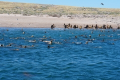 39. Sea lions come out to greet us
