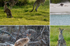 1.-Kangaroos-Wallabies..all-as-we-hike-along..even-to-the-grocery-store