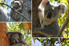 12.-Koalas-out-in-the-wild.-