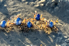 28.-Little-blue-crabs-at-Slipping-Sands