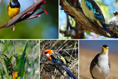 34.-Incredible-birds-of-Australia
