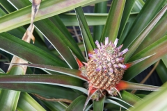 38. Pineapple growing