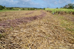 45. Sugar cane fields, Marie Gallant
