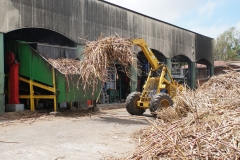 52. Rum factory, starts with sugar cane
