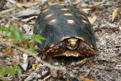 57. Land turtle