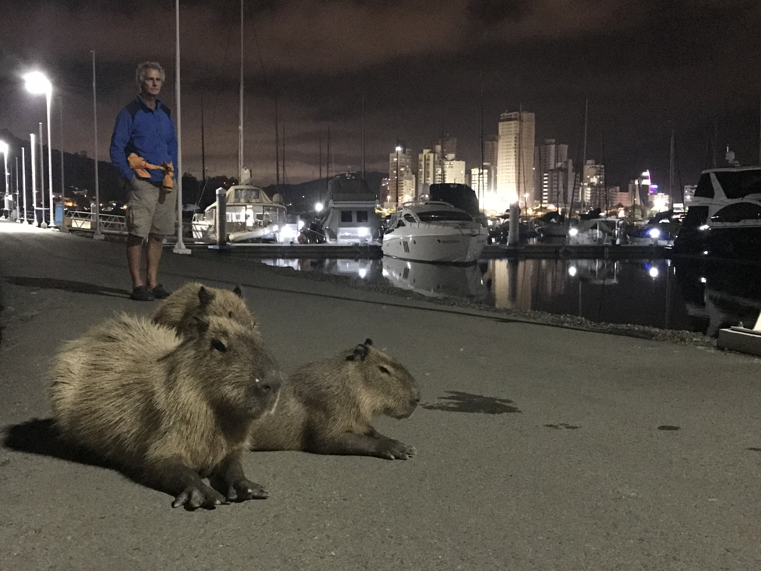 59. City Capybara, Itajai