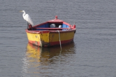 15. Fishing boat and Great Egret