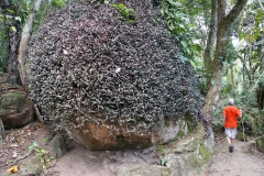 24. Boulder covered with plants