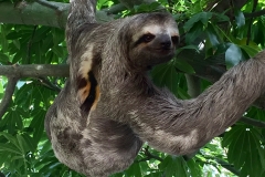 31. Sloth in Parque del Centenario