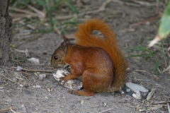 32. Red squirrel in Parque del Centenario