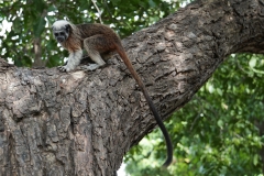 33. Monkey in Parque del Centenario