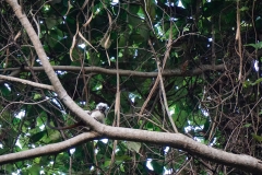 48. Capuchin monkey in Tayrona
