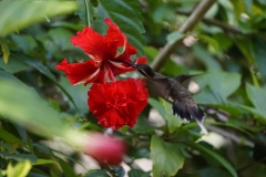 49. Hummingbird in Tayrona