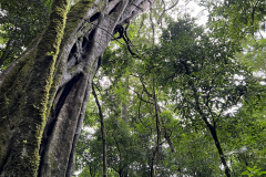 24.-Forest-in-Costa-Rica