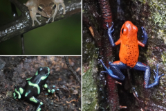 25.-Glass-frog-and-two-poison-dart-frogs
