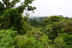 28.-Monteverde-Cloud-Forest