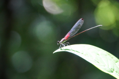 32.-Dragonfly-Carara-National-Park