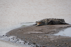 34.-Crocodiles-on-the-Tarcoles-River