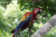37.-Scarlet-Macaw..we-saw-many