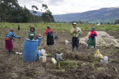 24. Farming in the Cotopaxi region