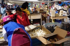 26. Market at Saquisili, selling chicks