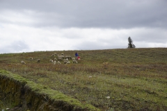 32. Shepherding in the Andes