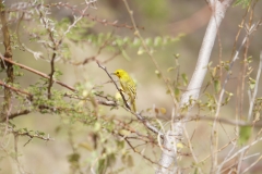 13. little yellow bird