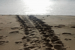 15. Turtle tracks from laying eggs on beach, Rendezvous Bay