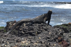 10. Marine iguana