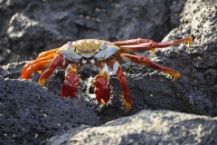 19. Sally Lightfoot Crab