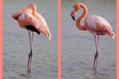22. Flamingos