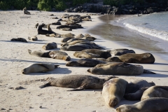 27. Sealions on the beach