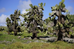 28. Galapagos Prickly Pear