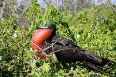 31. Frigate bird attracting females
