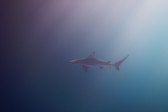 35. Galapagos Shark