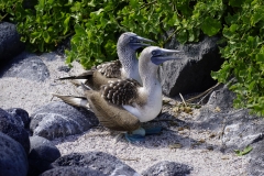41. Blue Footed Boobies