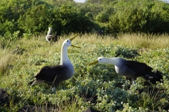 44. The great Albatross mating dance