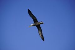 45. Albatross in flight