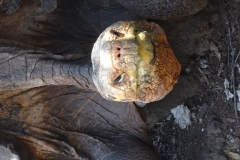 55. Giant tortoise, Darwin Center