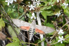 57. Hummingbird moth